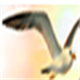 tIP(bio)iv1.7ٷʽ